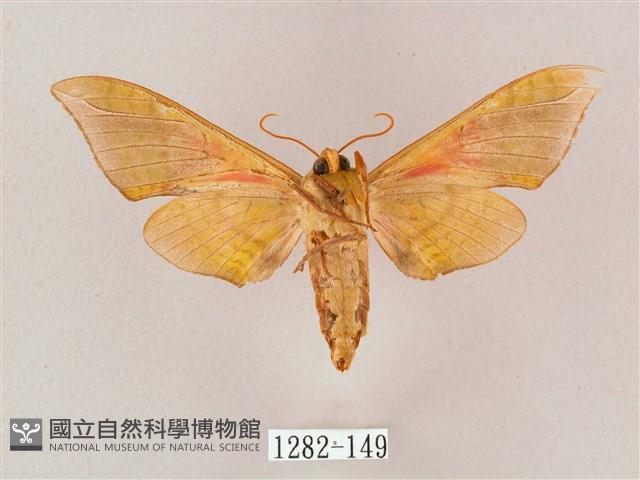 榆綠天蛾藏品圖，第2張