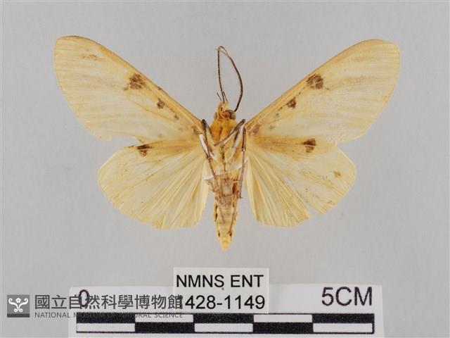 橙擬燈蛾藏品圖，第2張