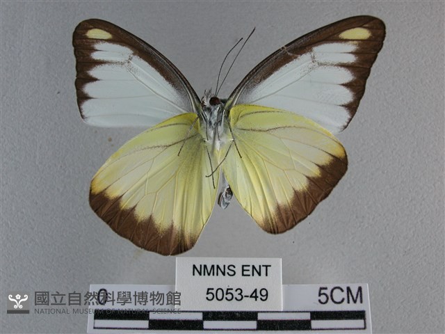 異色尖粉蝶藏品圖，第2張