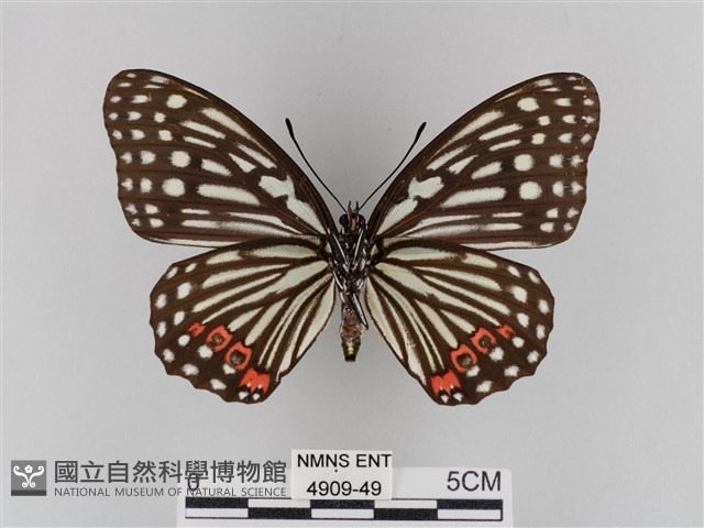 紅星脈蛺蝶藏品圖，第2張