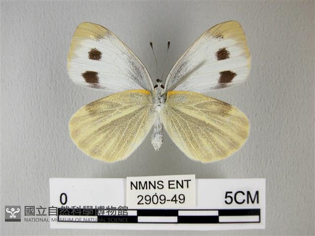 緣點白粉蝶藏品圖，第2張