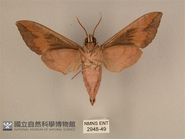 背中白天蛾藏品圖，第2張