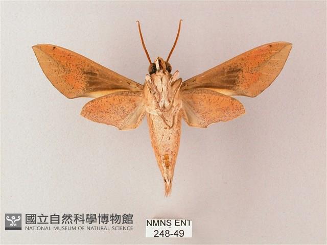 藏斜紋天蛾藏品圖，第2張