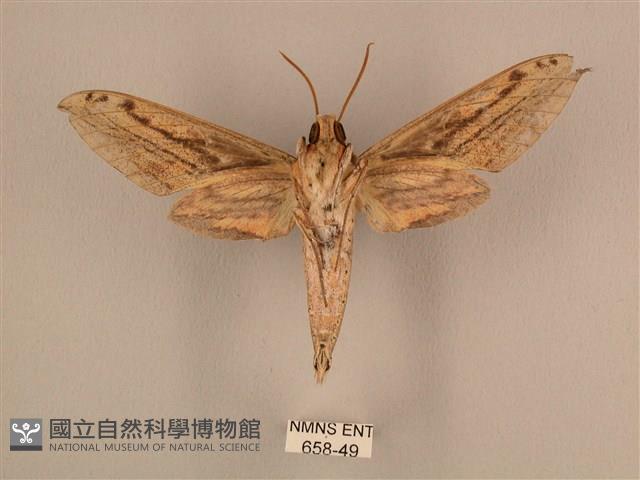 棕綠背線天蛾藏品圖，第2張