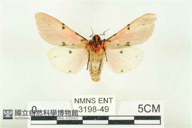 棍棒污燈蛾藏品圖，第2張