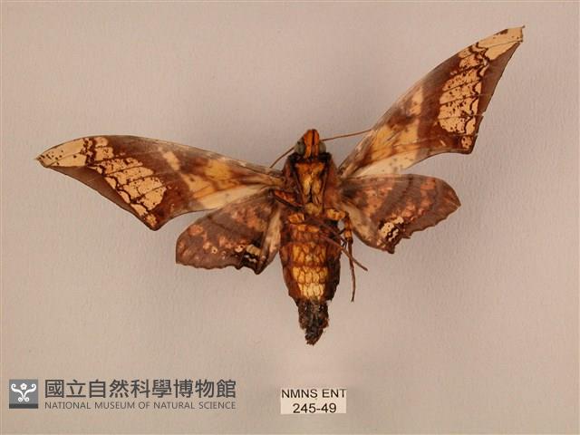 臀角斑天蛾藏品圖，第2張