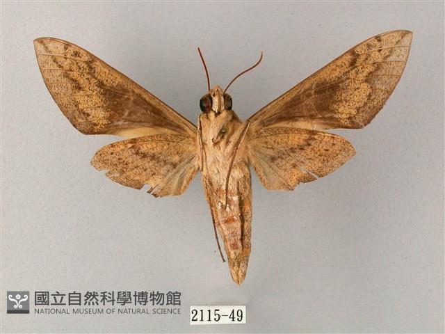 間斷斜紋天蛾藏品圖，第2張