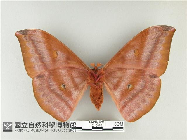 紅目天蠶蛾藏品圖，第2張