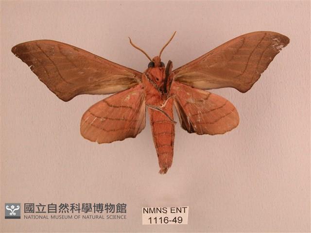 直翅六點天蛾藏品圖，第2張