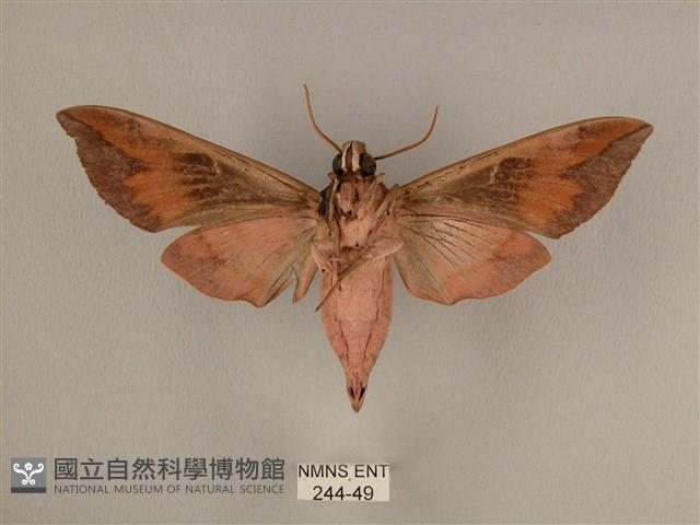 背中白天蛾藏品圖，第2張