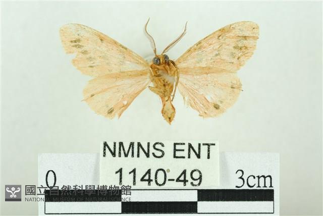 三條橙燈蛾藏品圖，第2張