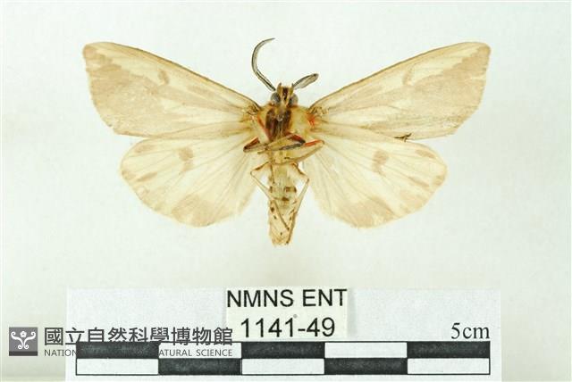 赭新污燈蛾藏品圖，第2張