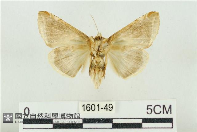 印華波紋蛾藏品圖，第2張