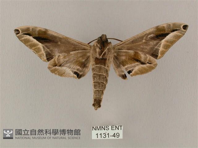 白點天蛾 藏品圖，第2張