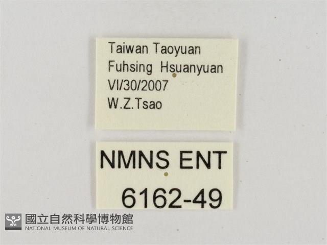 昏列弄蝶藏品圖，第2張