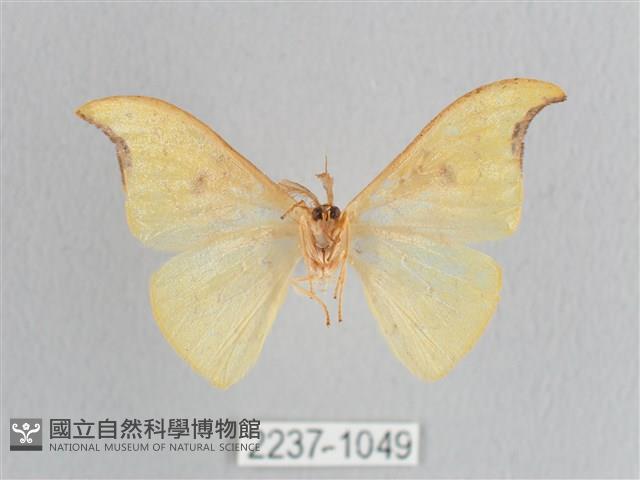 彎黑黃鉤蛾藏品圖，第2張