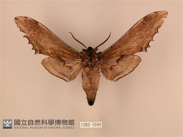 臺灣鋸翅天蛾藏品圖，第2張