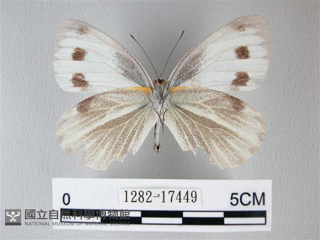 緣點白粉蝶藏品圖，第2張