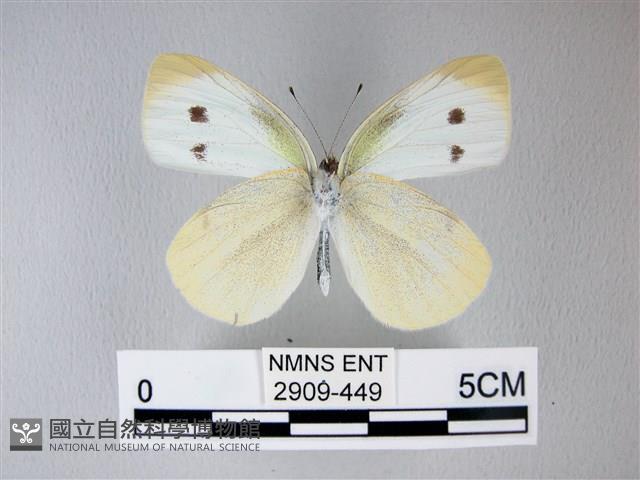 白粉蝶、紋白蝶藏品圖，第2張