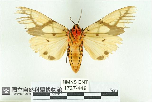 乳白斑燈蛾藏品圖，第2張