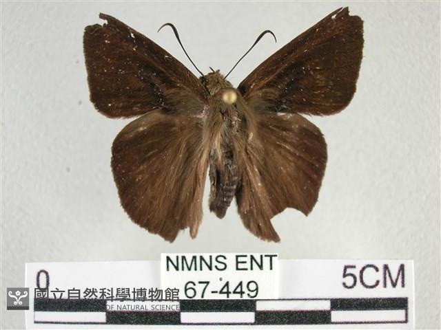 圓翅絨弄蝶藏品圖，第2張