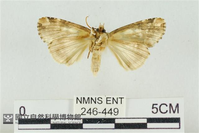 連珠波紋蛾藏品圖，第2張