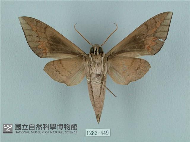 鋸線天蛾藏品圖，第2張