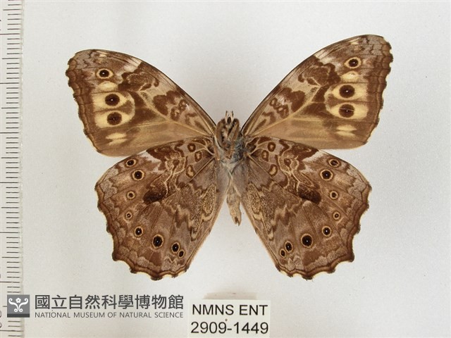 布氏蔭眼蝶藏品圖，第2張