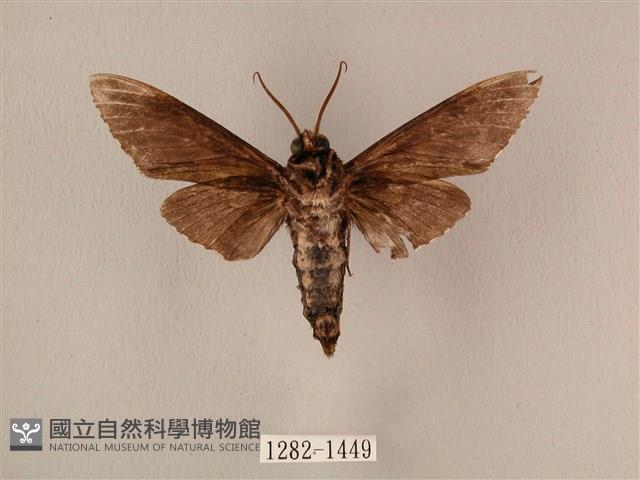 白星天蛾藏品圖，第2張