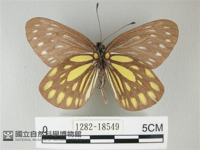 流星絹粉蝶藏品圖，第2張