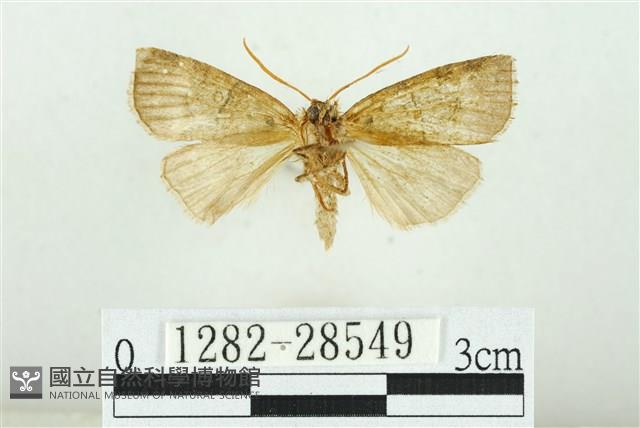 遠藤氏波紋蛾藏品圖，第2張