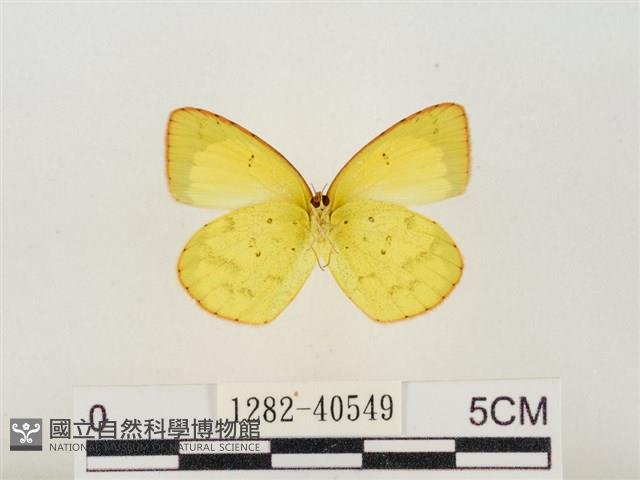 星黃蝶藏品圖，第2張