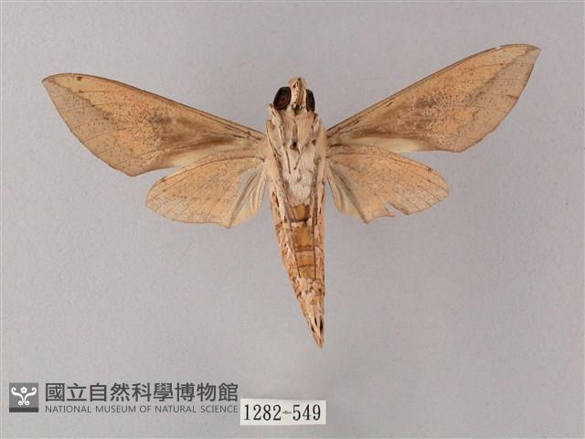 藏斜紋天蛾藏品圖，第2張