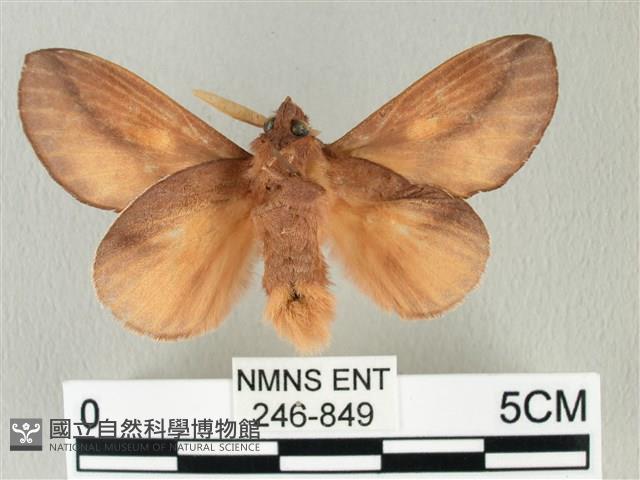 竹黃斜帶枯葉蛾藏品圖，第2張