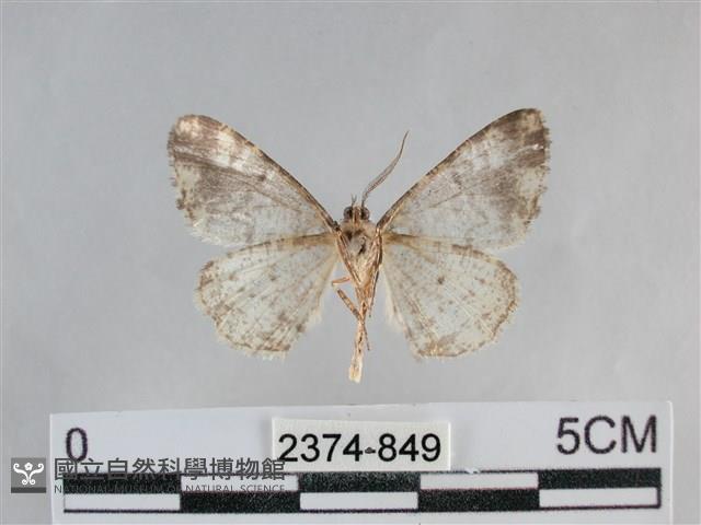 雙峰霜尺蛾藏品圖，第2張