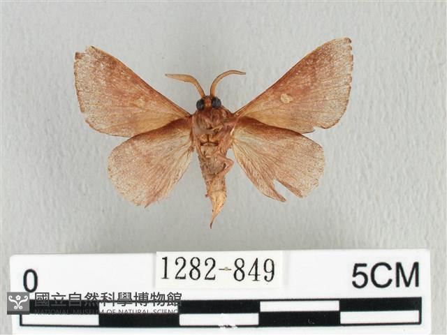 月斑枯葉蛾藏品圖，第2張