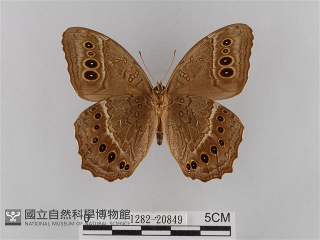 褐翅蔭眼蝶藏品圖，第2張
