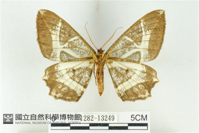 樹形尺蛾藏品圖，第2張