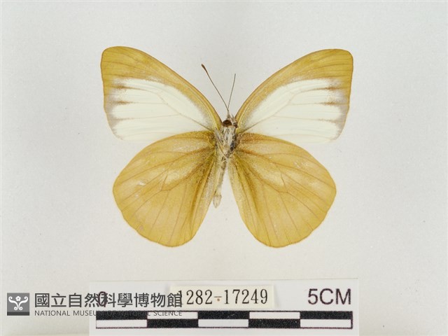 淡褐脈粉蝶藏品圖，第2張