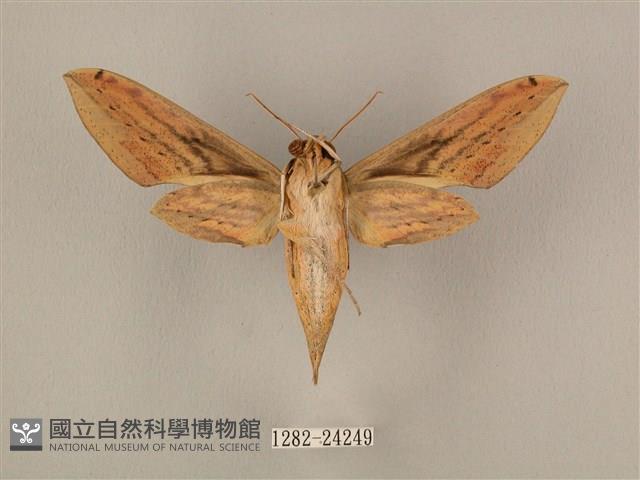 棕綠背線天蛾藏品圖，第2張