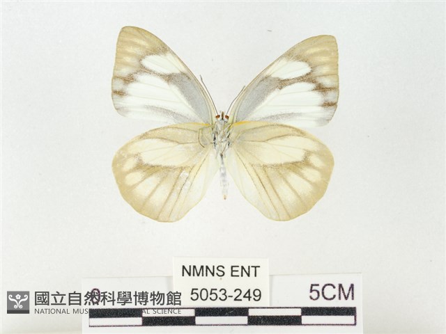 鑲邊尖粉蝶藏品圖，第2張