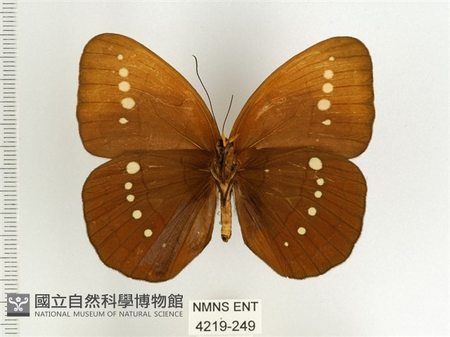 串珠環蝶藏品圖，第2張