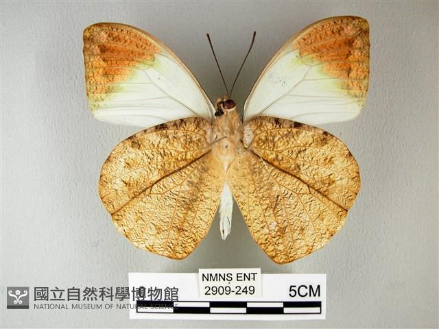 橙端粉蝶、端紅蝶藏品圖，第2張