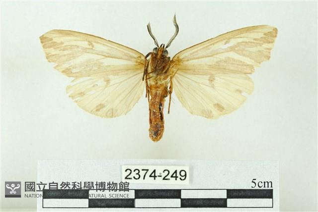 赭新污燈蛾藏品圖，第2張