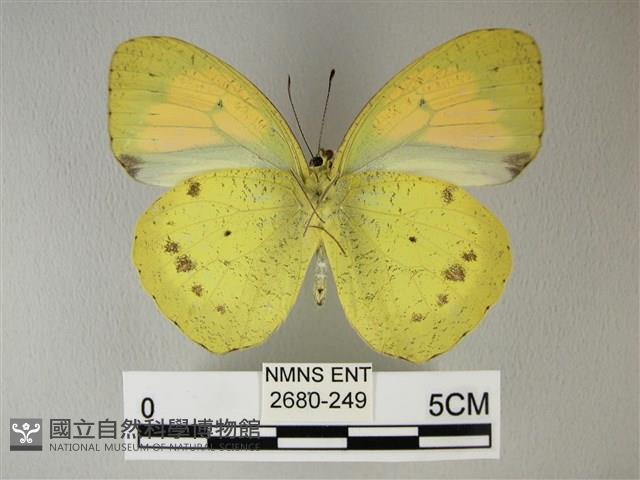 異粉蝶、雌白黃蝶藏品圖，第2張