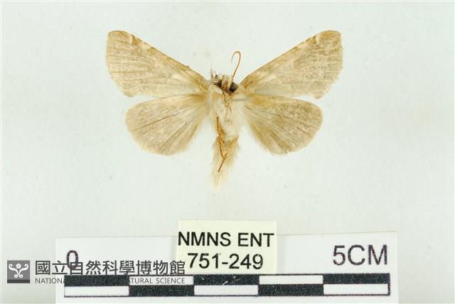 寬帶波紋蛾藏品圖，第2張