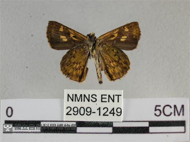 黃星弄蝶藏品圖，第2張