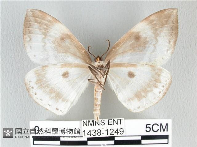 圓翅大鉤蛾藏品圖，第2張