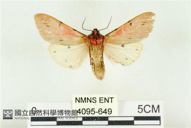 棍棒污燈蛾藏品圖，第2張