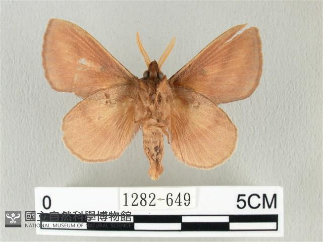 淡紋斜帶枯葉蛾藏品圖，第2張